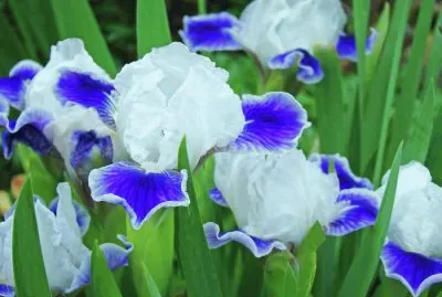 פאזל של Blooming Iris Flowers-Pretty!