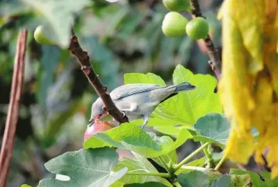 Sanhaço Comendo Figo jigsaw puzzle