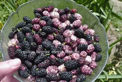 Moras