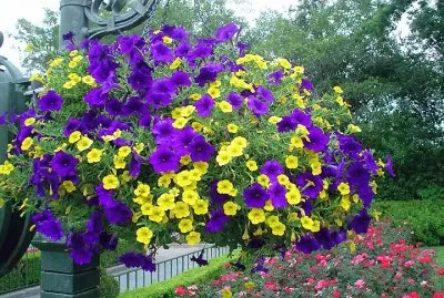 פאזל של Yellow and Purple Hanging Petunias