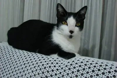 פאזל של posando