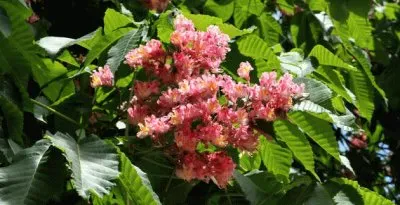 פאזל של castaÃ±o de indias