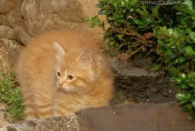 Stray Kitten
