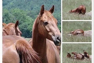 Horse Collage