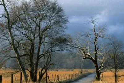 Trees- .hqimage.com-9999450