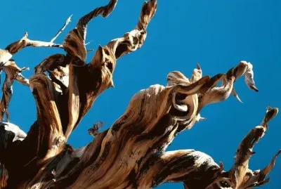 Trees- .hqimage.com-9999453