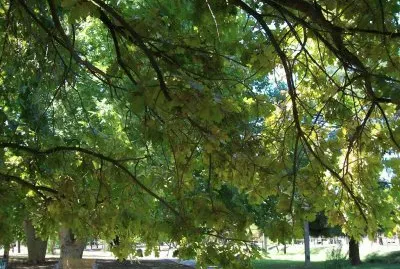 En San MartÃ­n. Mendoza. Argentina