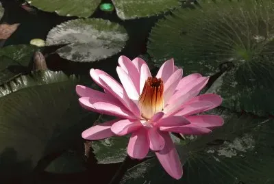 è‡ªç„¶ç•Œæ™¯è±¡