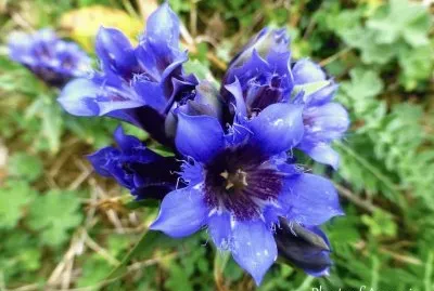 פאזל של imagens