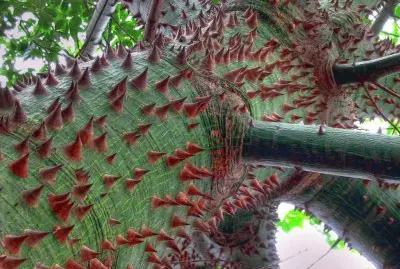 chorisia insignis