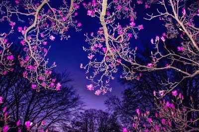 anochecer florido jigsaw puzzle