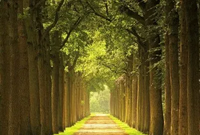 trees way