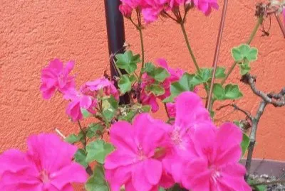 פאזל של imagens