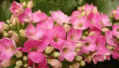 פאזל של kalanchoe