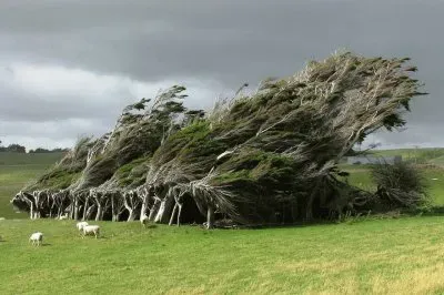 windblown