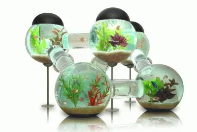 Unique Labyrinth Aquarium