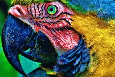 Colorful Parrot jigsaw puzzle