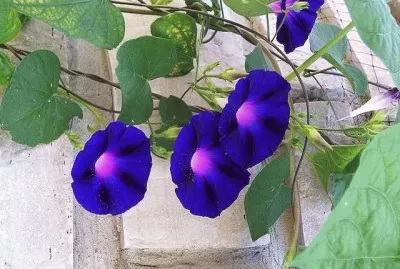 פאזל של imagens