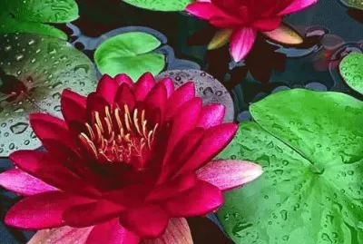 imagens jigsaw puzzle