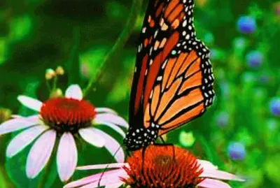 multicolor jigsaw puzzle