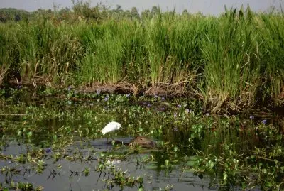 En los Esteros del IberÃ¡. Corrientes. Argentina