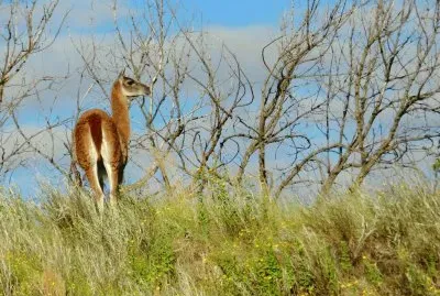 guanaco
