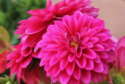 dalias