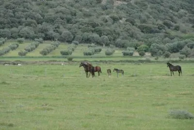 פאזל של Cavalli al pascolo - Marina D 'Alberese