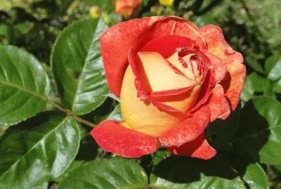 פאזל של Rosa
