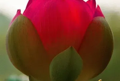 Lotus Bloom