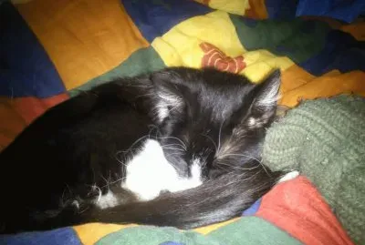 sleeping cat 2
