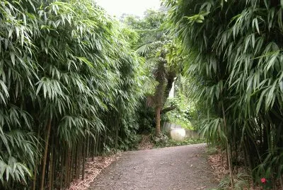 ç«¹æž—å°å¾‘