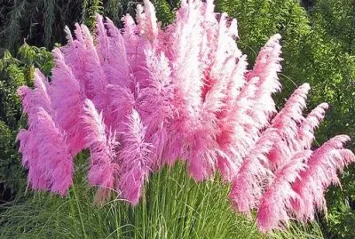 פאזל של imagens