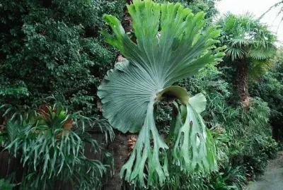 imagens jigsaw puzzle