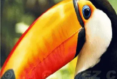 fauna venezolana jigsaw puzzle