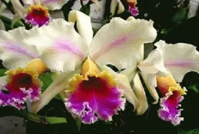 orquideas vzla