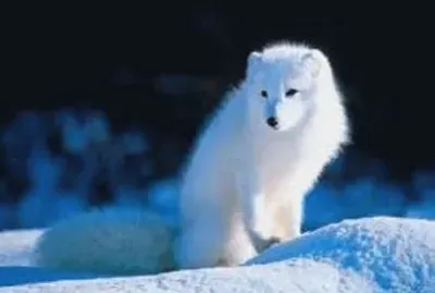 Animales en peligro de extinciÃ³n