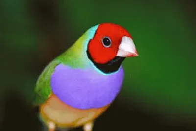 Animales en peligro de extinciÃ³n jigsaw puzzle