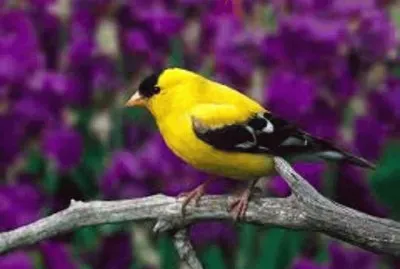 Animales en peligro de extinciÃ³n