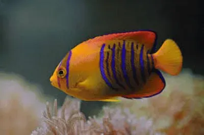 Animales en peligro de extinciÃ³n