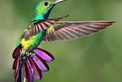 Animales en peligro de extinciÃ³n