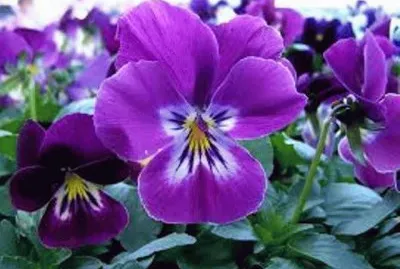 Paisaje jigsaw puzzle