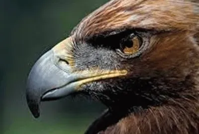 Animales en peligro de extinciÃ³n jigsaw puzzle