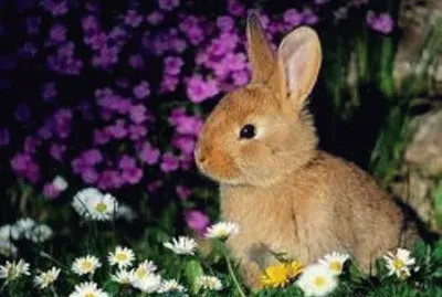 Animales en peligro de extinciÃ³n