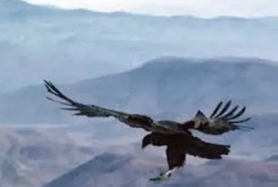 Animales en peligro de extinciÃ³n