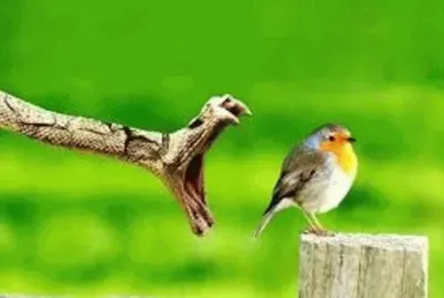 Animales en peligro de extinciÃ³n jigsaw puzzle