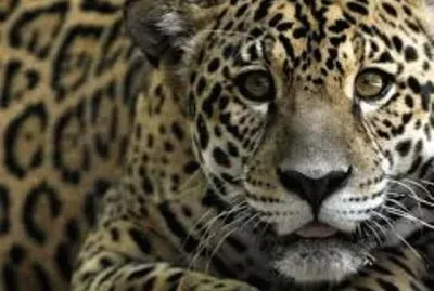 Animales en peligro de extinciÃ³n