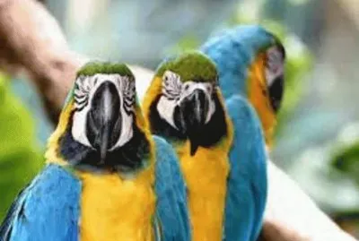 Animales en peligro de extinciÃ³n jigsaw puzzle