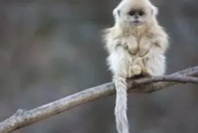 Animales en peligro de extinciÃ³n