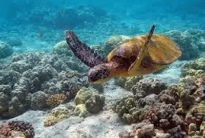 Animales en peligro de extinciÃ³n jigsaw puzzle
